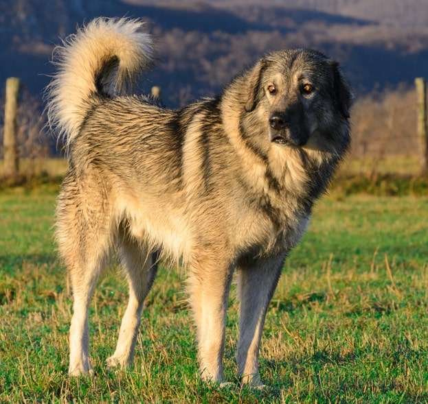Large Livestock Guard Dog Breeds