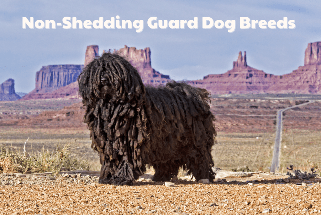 Light Shedding Guard Dog Breeds