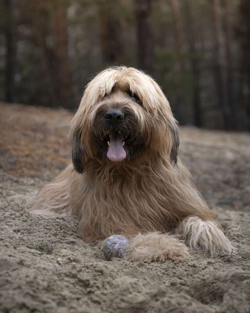 Long-Haired Guard Dog Breeds