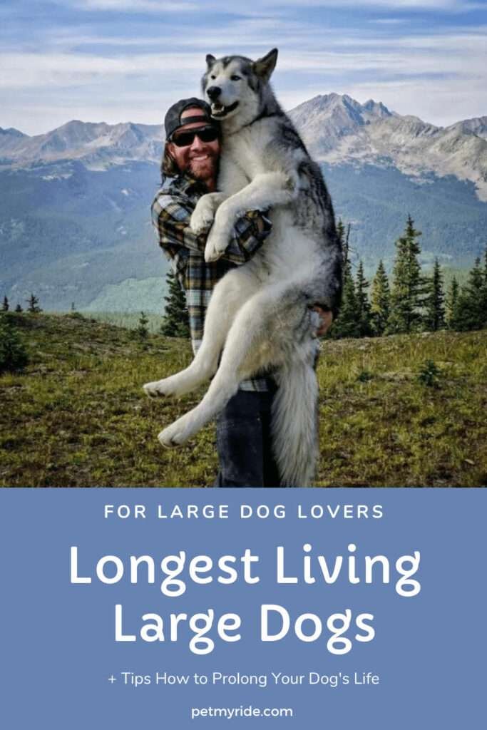 Longest Living Guard Dog Breeds