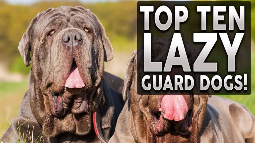 Low Exercise Guard Dog Breeds