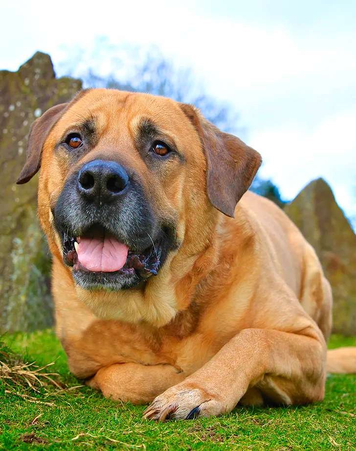 Low Maintenance Guard Dog Breeds