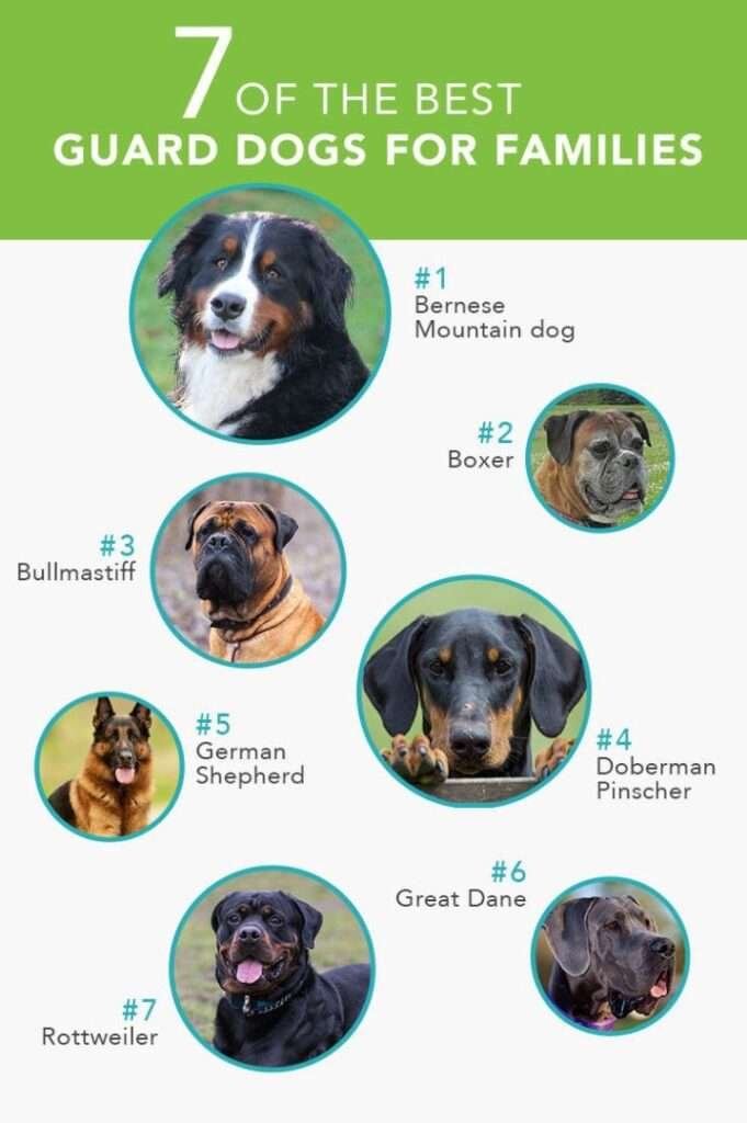 Loyal Guard Dog Breeds