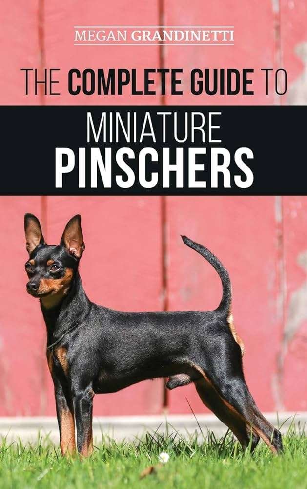 Manchester Terrier History, Temperament And Behavior, Training, Feeding