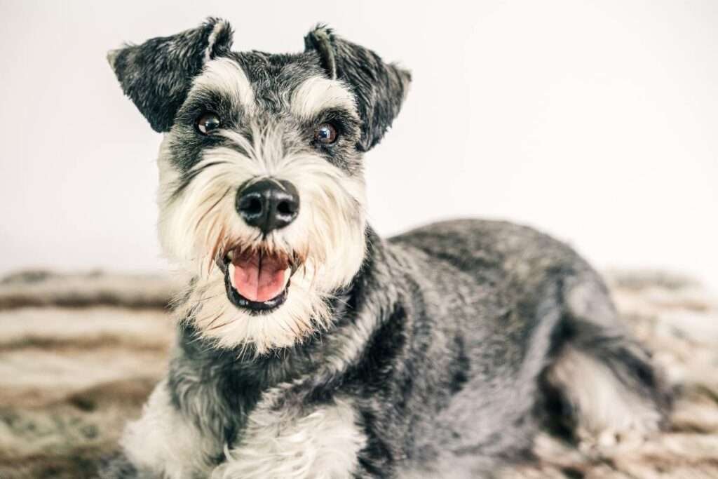 Medium Size Guard Dog Breeds