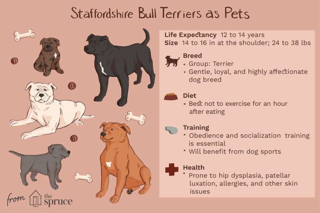 Miniature Bull Terrier History, Temperament And Behavior, Training, Feeding