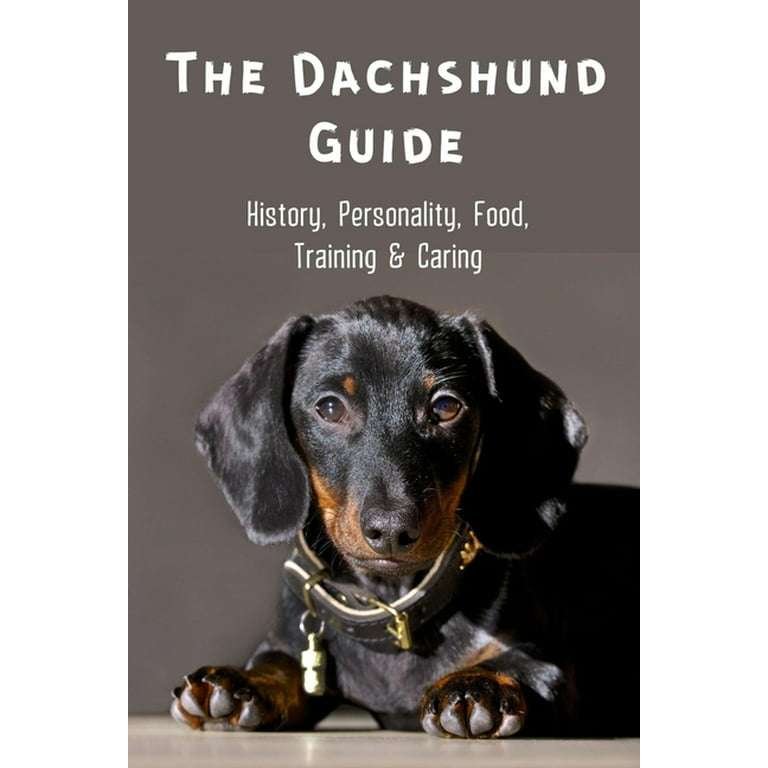 Miniature Dachshund History, Temperament And Behavior, Training, Feeding