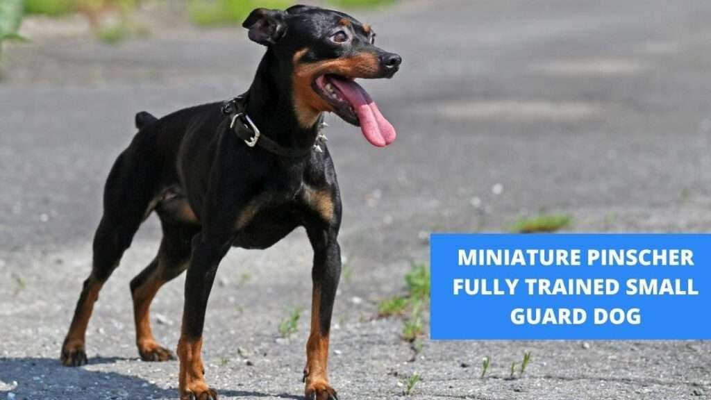 Miniature Pinscher Guard Dog Breeds