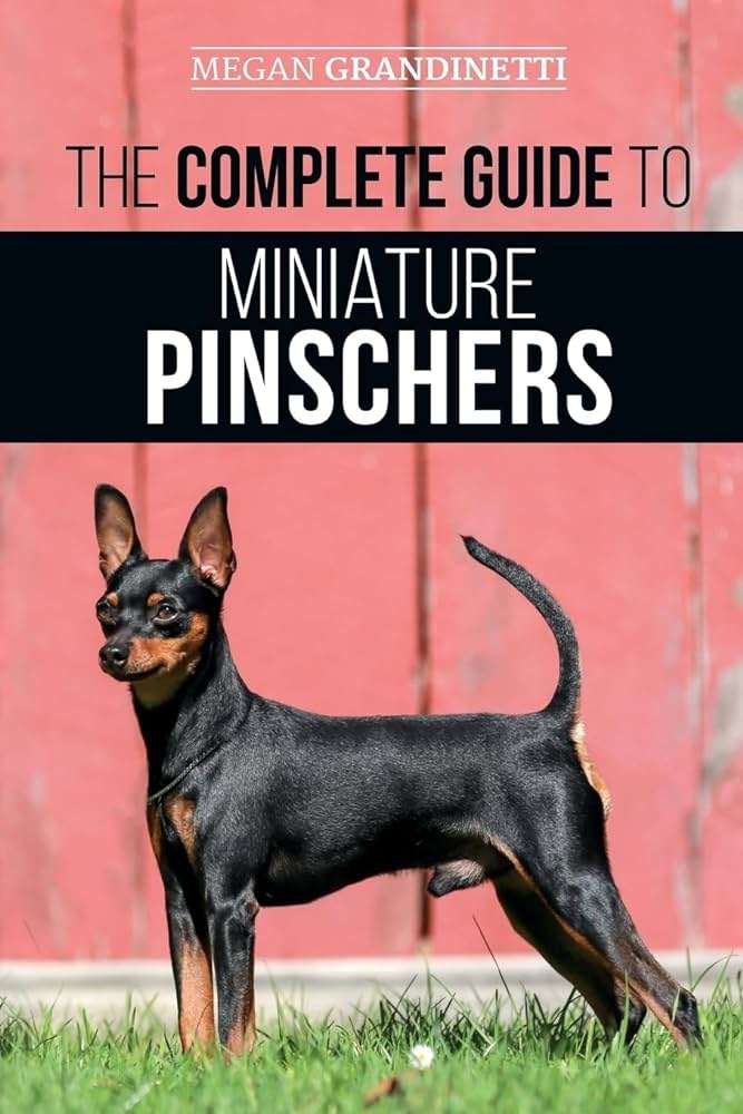 Miniature Pinscher History, Temperament And Behavior, Training, Feeding