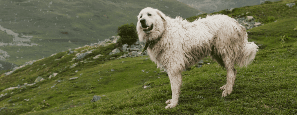 Mountain Guard Dog Breeds