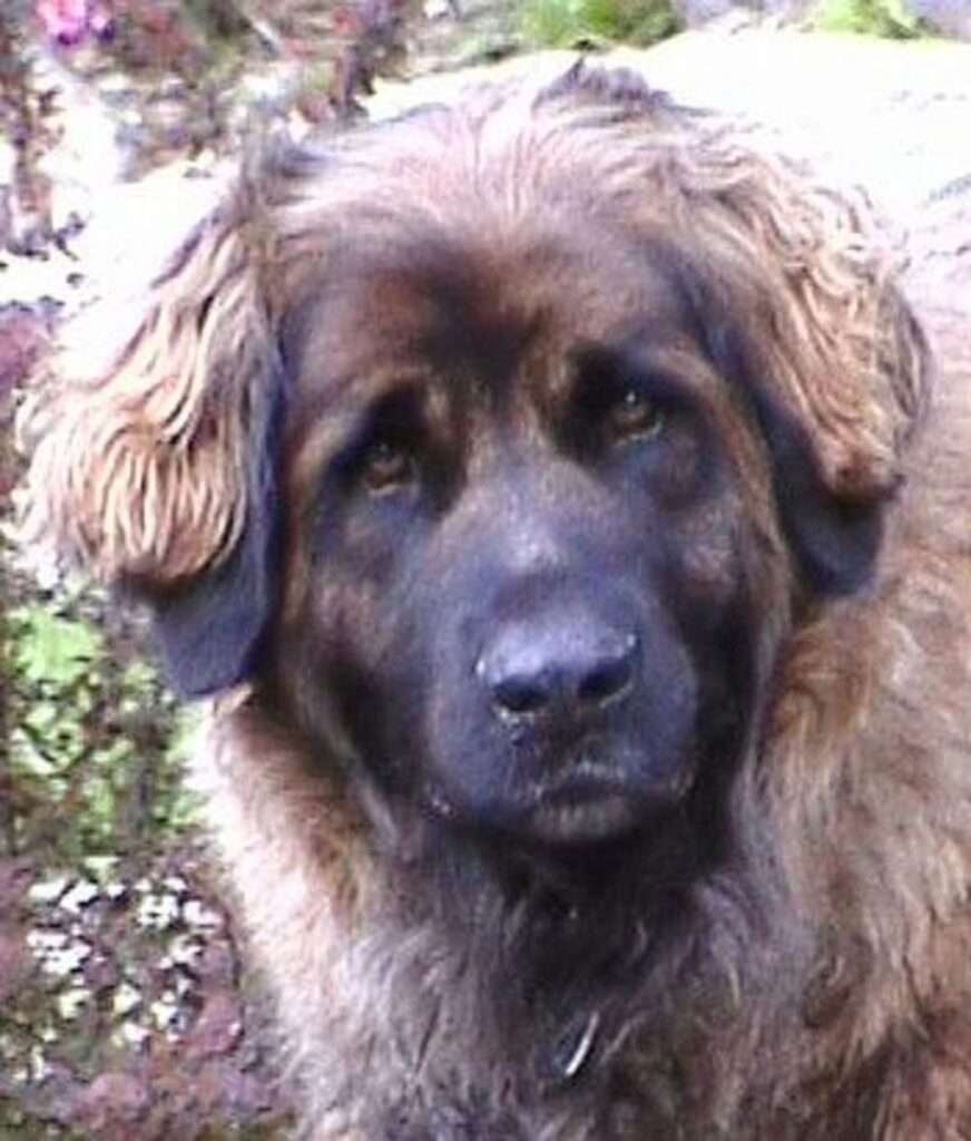 Non-Drooling Guard Dog Breeds