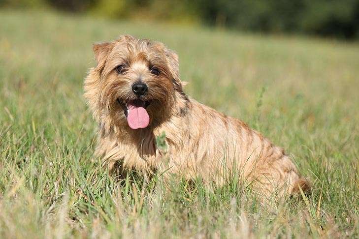 Norfolk Terrier Info, Temperament, Life Expectancy, Size, Puppies, Pictures