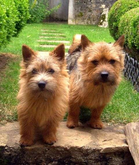 Norwich Terrier Info, Temperament, Life Expectancy, Size, Puppies, Pictures