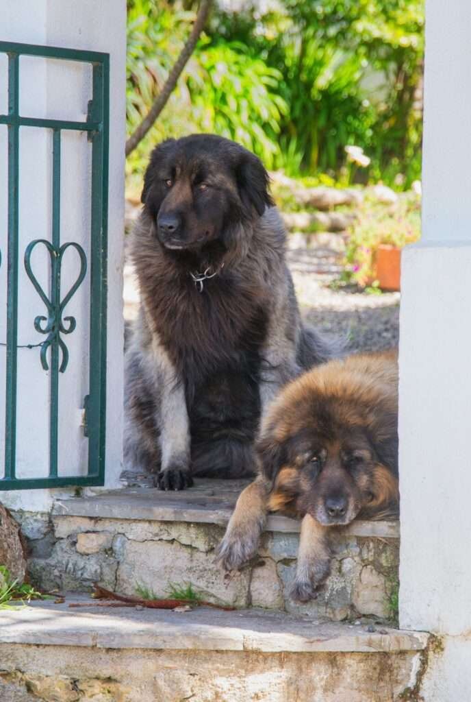 Outdoor Mountain Guard Dog Breeds