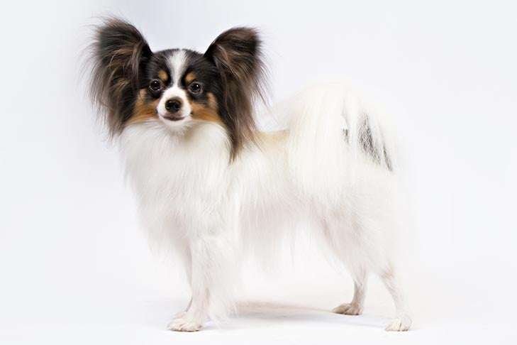 Papillon Info, Temperament, Life Expectancy, Size, Puppies, Pictures