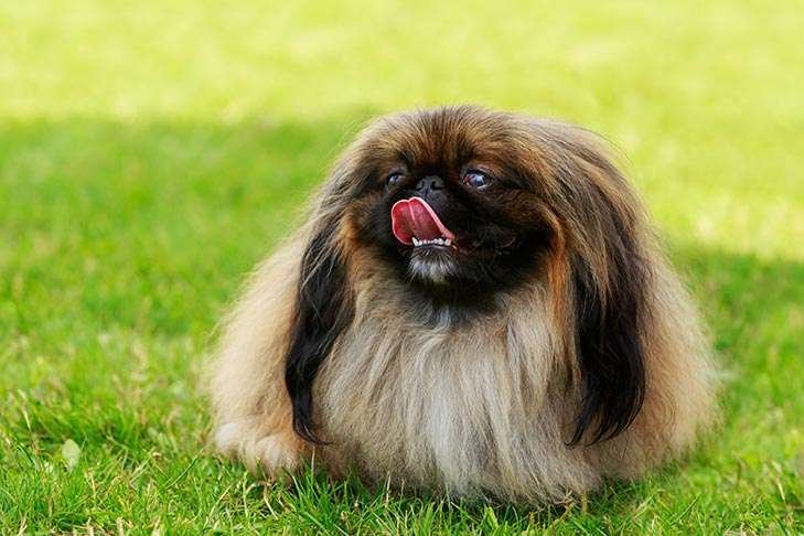 Pekingese Info, Temperament, Life Expectancy, Size, Puppies, Pictures
