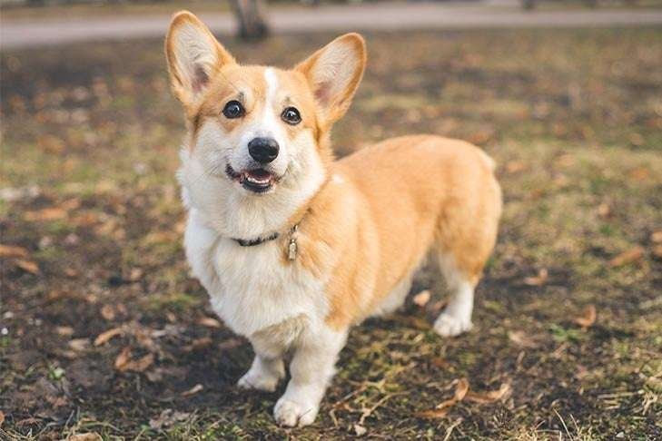 Pembroke Welsh Corgi Info, Temperament, Life Expectancy, Size, Puppies, Pictures