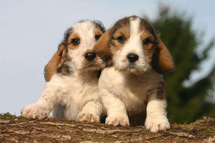 Petit Basset Griffon Vendeen Info, Temperament, Life Expectancy, Size, Puppies, Pictures
