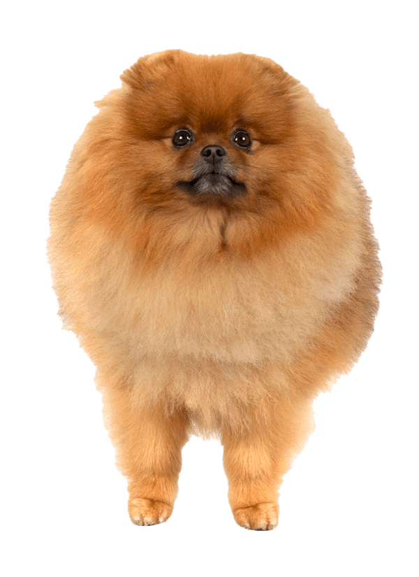 Pomeranian Info, Temperament, Life Expectancy, Size, Puppies, Pictures
