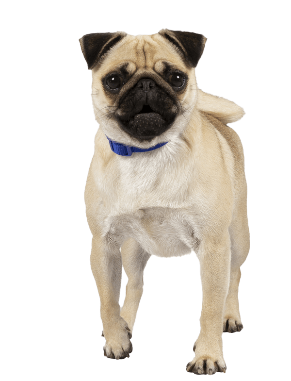 Pug Info, Temperament, Life Expectancy, Size, Puppies, Pictures