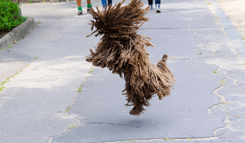 Puli Info - Temperament, Life Expectancy, Size, Puppies, Pictures