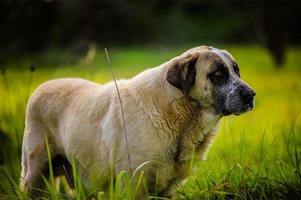 Rafeiro Do Alentejo Guard Dog Breeds