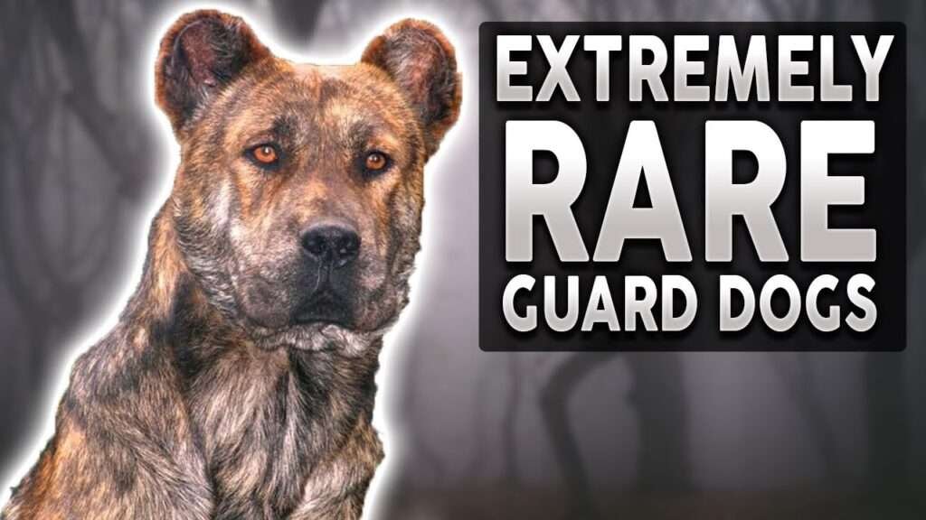 Rare Guard Dog Breeds