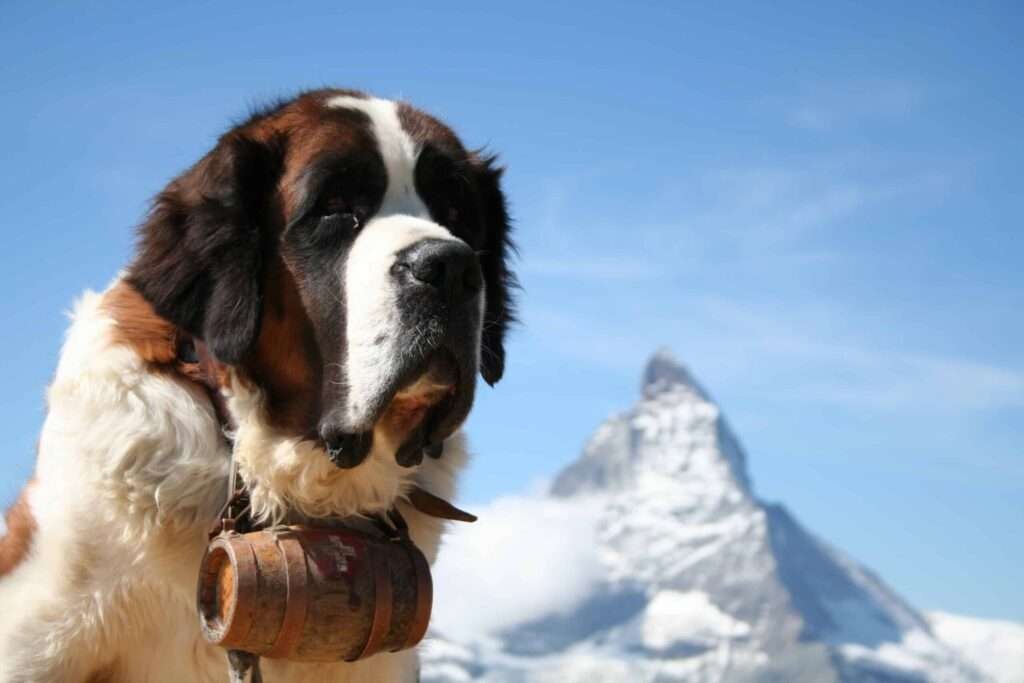Rescue Guard Dog Breeds