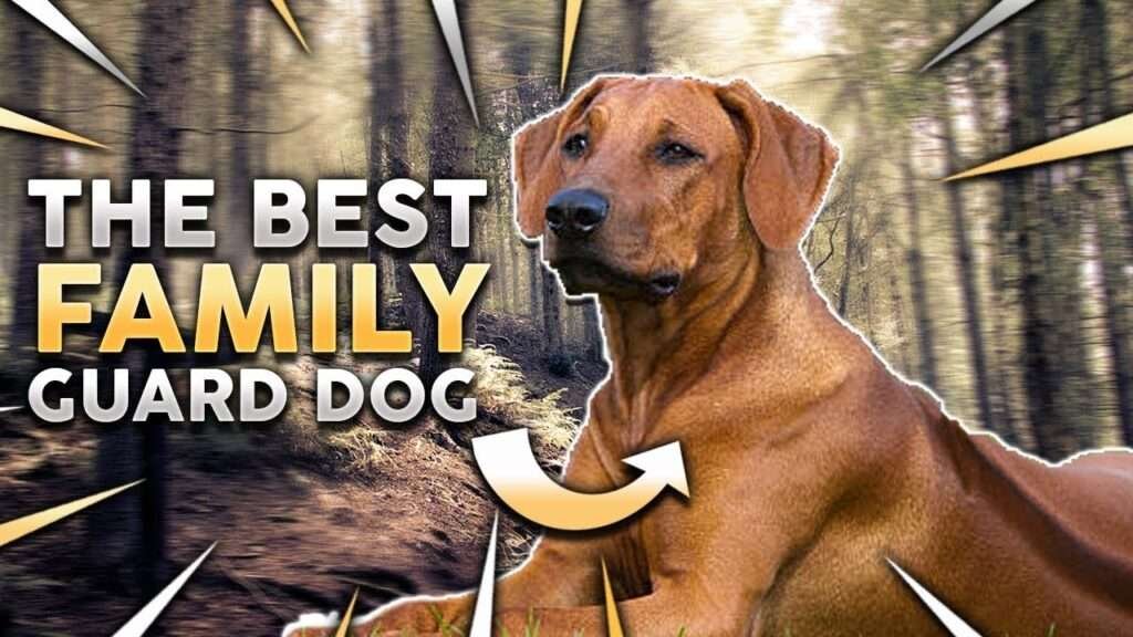 Rhodesian Ridgeback Guard Dog Breeds