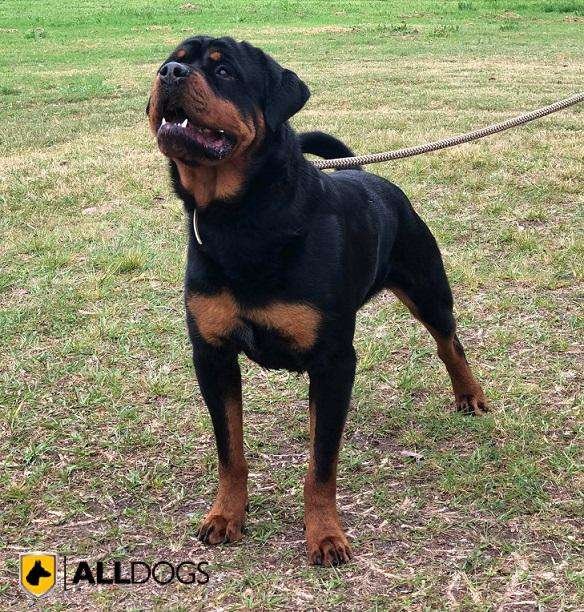 Rottweiler Guard Dog Breeds
