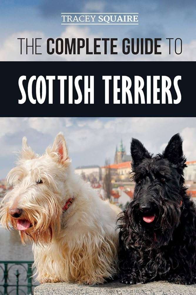 Scottish Terrier History, Temperament And Behavior, Training, Feeding