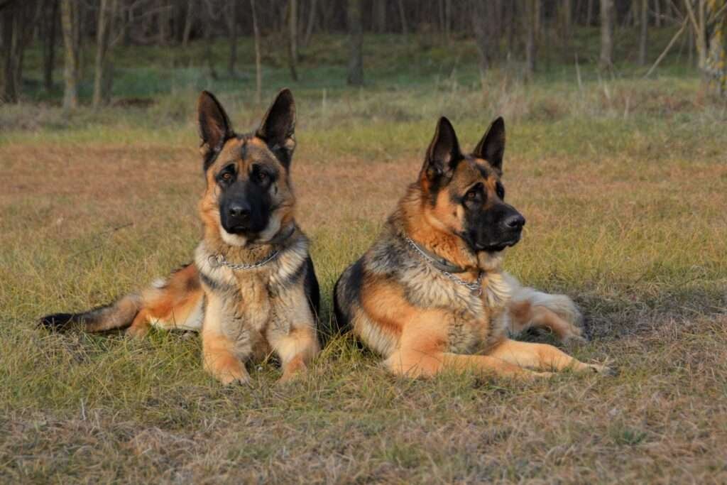 Security Guard Dog Breeds