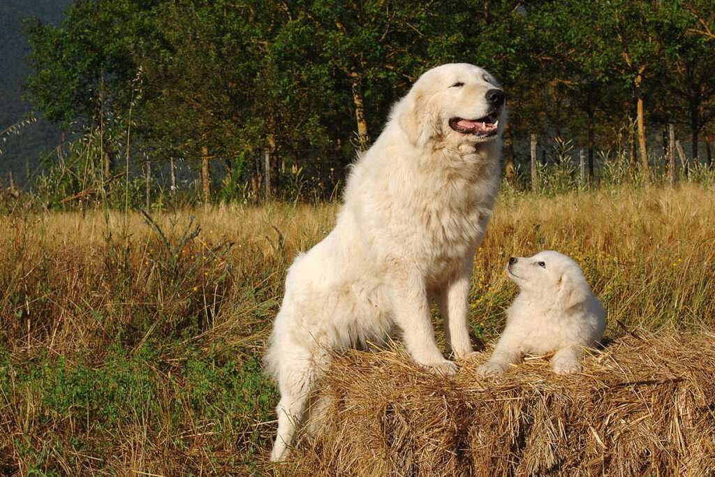 Sheep Guard Dog Breeds