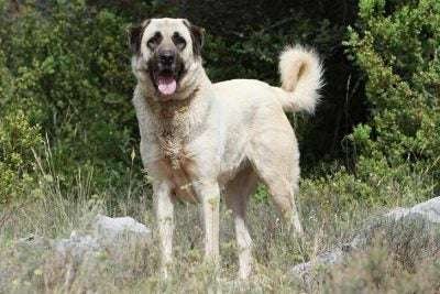 Shepherd Guard Dog Breeds