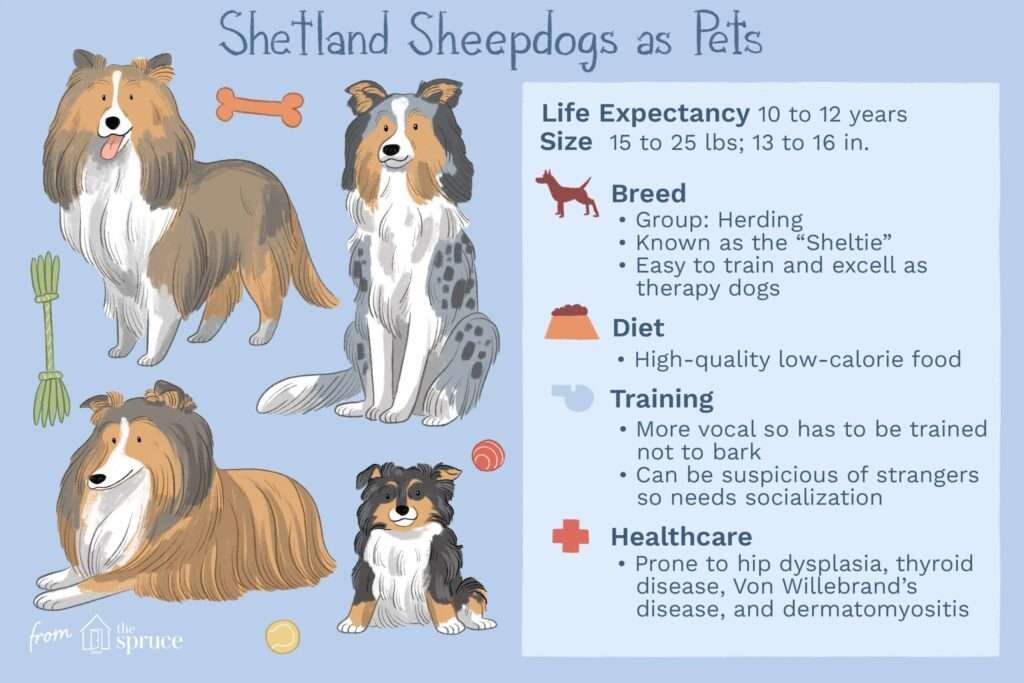 Shetland Sheepdog History, Temperament And Behavior, Training, Feeding