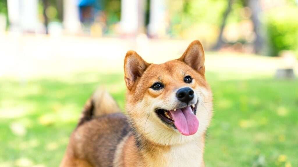 Silent Guard Dog Breeds