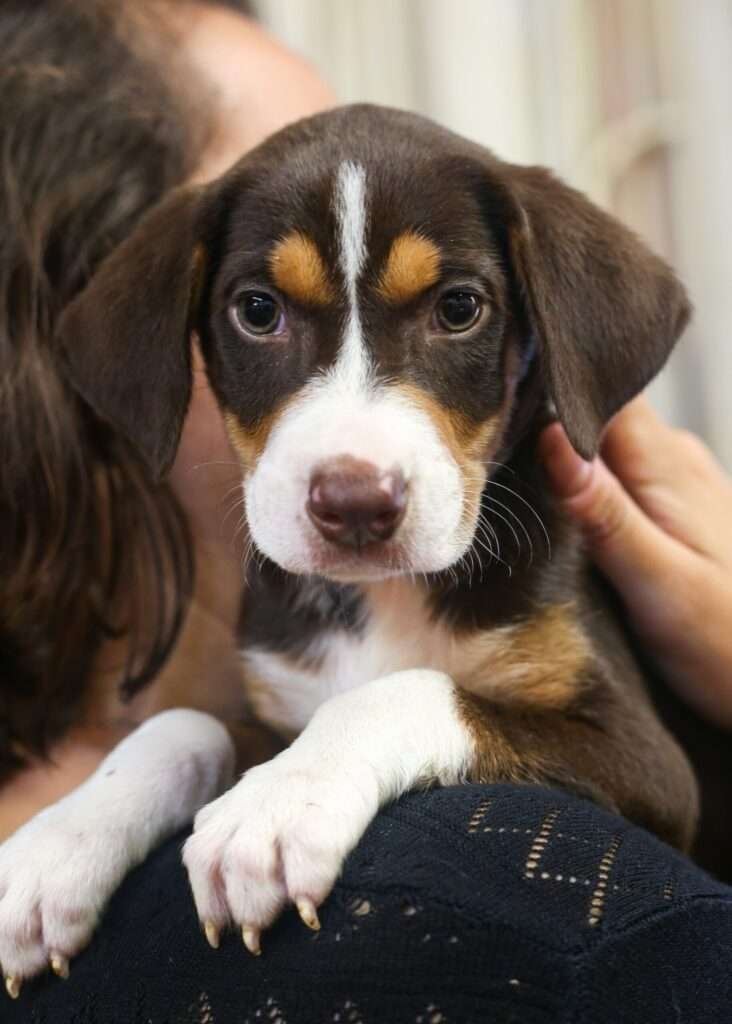 Small Dog Breeds for Adoption in Nc