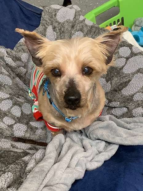 Small Dog Breeds for Adoption in Va