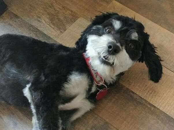 Small Dog Breeds for Adoption Nj