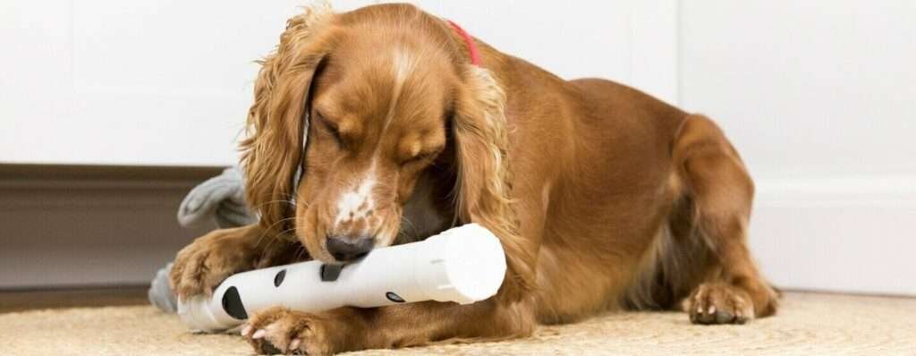 Small Dog Breeds for Adoption Uk