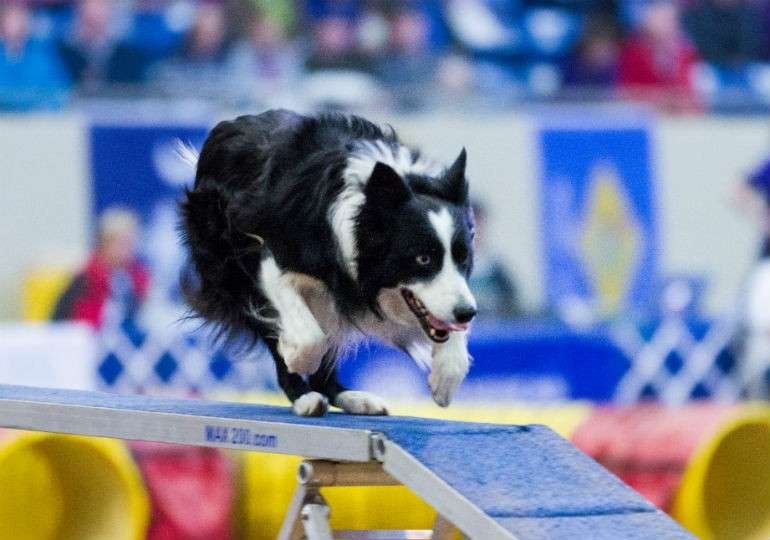 Small Dog Breeds for Agility Training