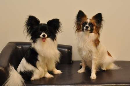 Small Dog Breeds for College Students