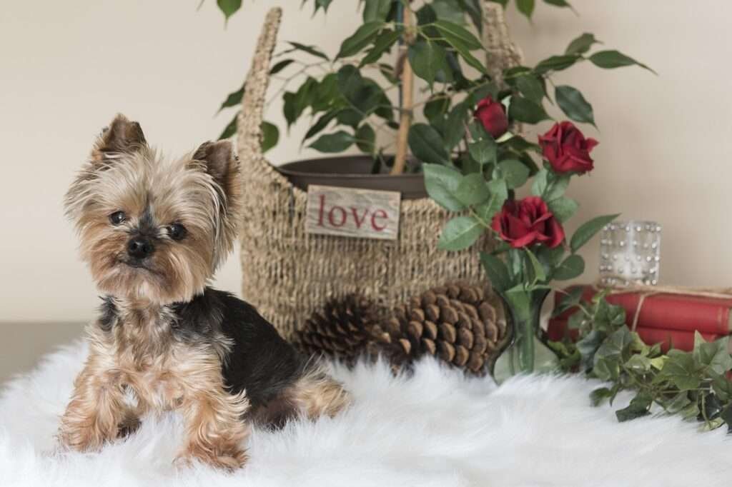 Small Dog Breeds for Depression