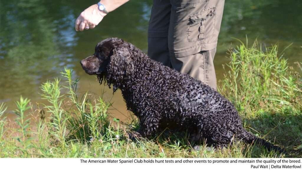 Small Dog Breeds for Duck Hunting