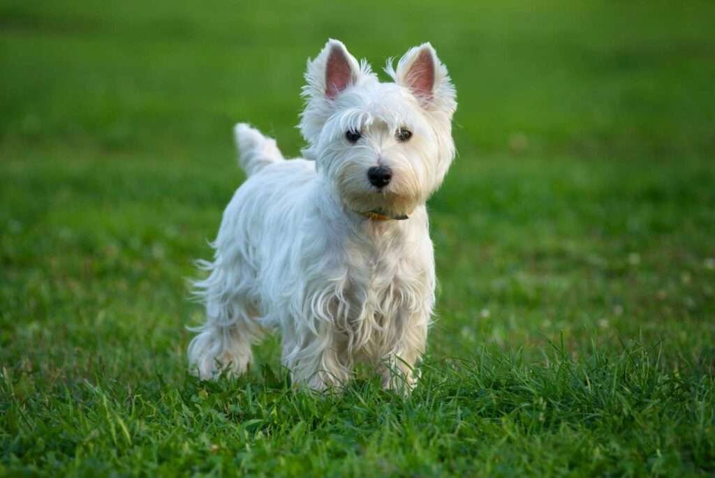 Small Dog Breeds for Family Pets