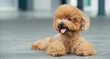 Small Dog Breeds for Flats