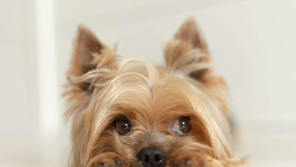Small Dog Breeds for Guy