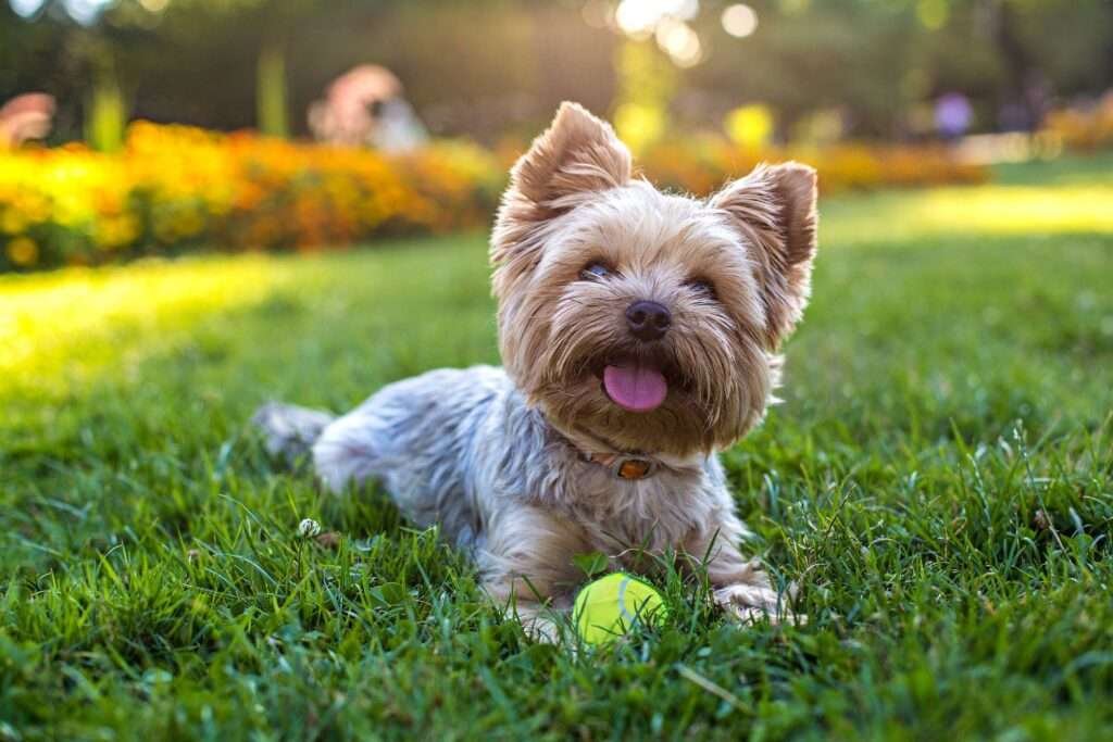Small Dog Breeds for Hot Weather