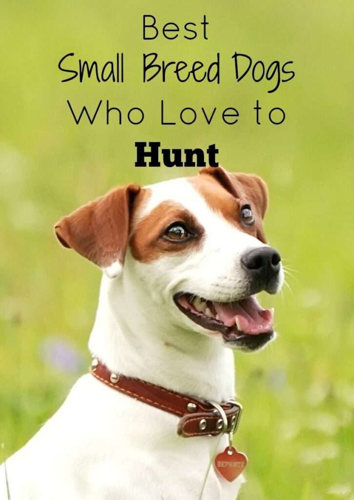 Small Dog Breeds for Hunting