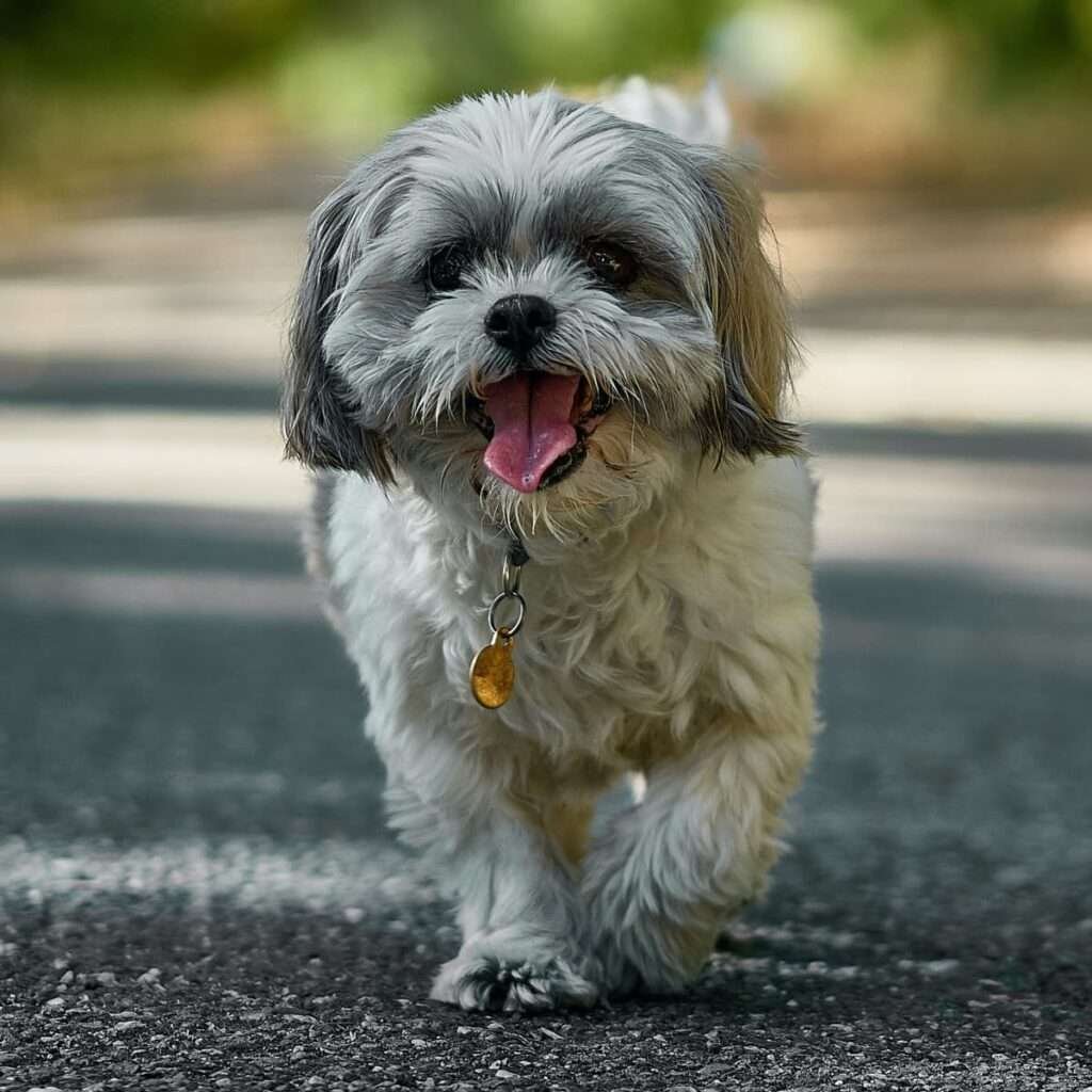 Small Dog Breeds for Kids With Allergies